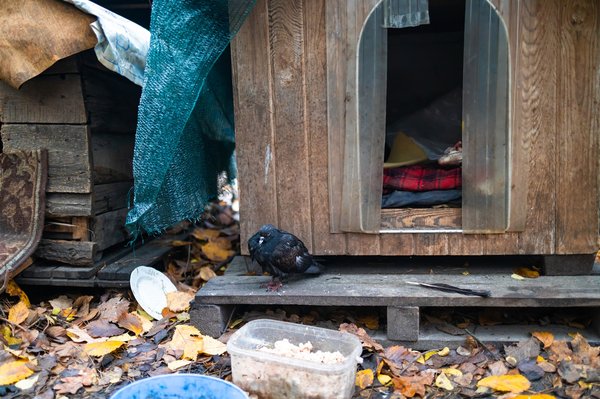 Choisissez la Niche Idéale pour Votre Chat